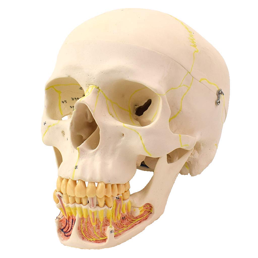 Amazon.co.jp: プロの大人の頭蓋骨の解剖学的モデルシミュレーション